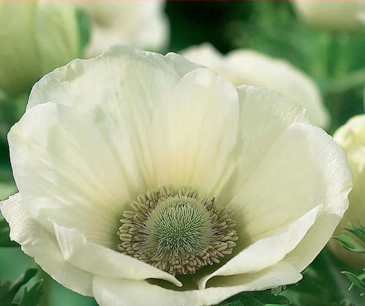 Bulbs and Corms: Anemone "The Bride"