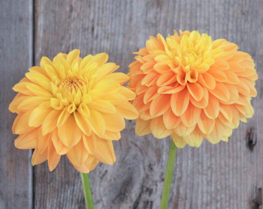 Dahlia Tuber - Bocherelle