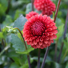 Dahlia Tuber - Brown Sugar