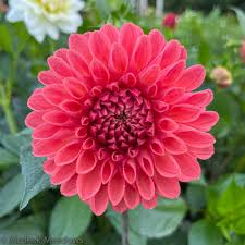 Dahlia Tuber - Chimacum Nadjae