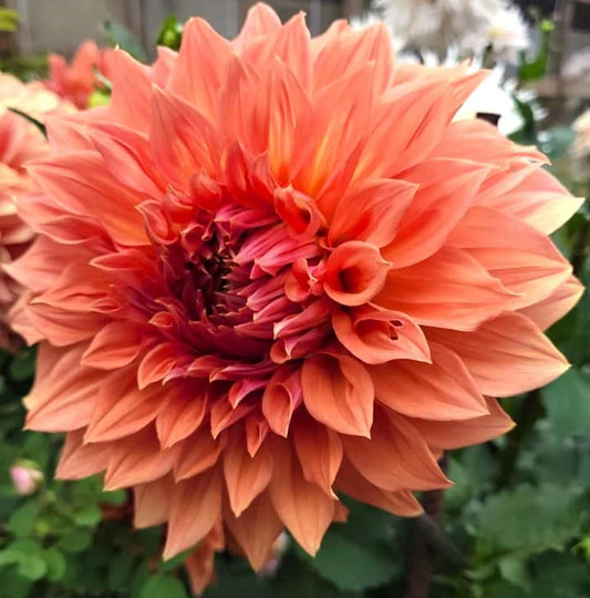 Dahlia Tuber - Clyde's Choice