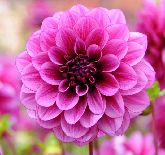 Dahlia Tuber - Blue Bell