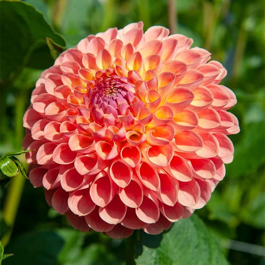Dahlia Tuber - Jowey Nicky