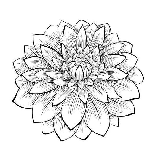 Dahlia Tuber - Orsett Beauty