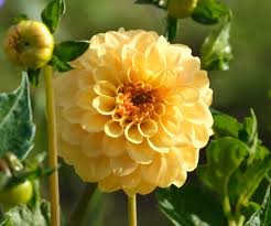 Dahlia Tuber - Golden Sceptre