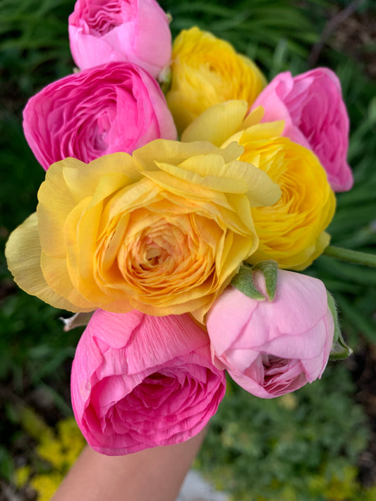 Bulbs and  Corms: Ranunculus Amandine varieties