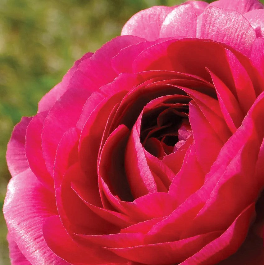 Bulbs and  Corms: Ranunculus Amandine varieties