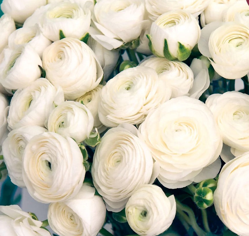 Bulbs and  Corms: Ranunculus Amandine varieties