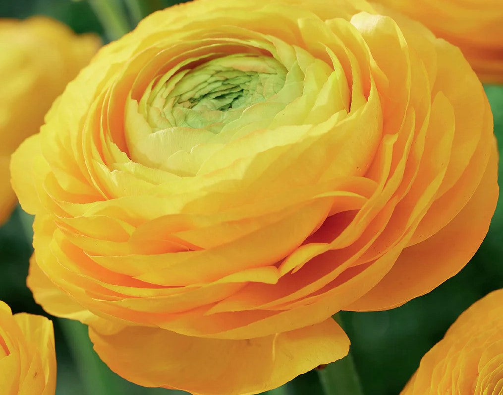 Bulbs and  Corms: Ranunculus Amandine varieties