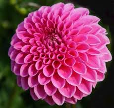 Dahlia Tuber - Sandra